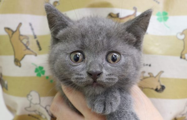 ブリティッシュ