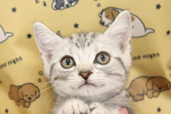 愛知県のアメリカンショートヘアー (ペットショッププチマリア イオンタウン弥富店/2026年5月24日生まれ/男の子/シルバータビー)の子猫