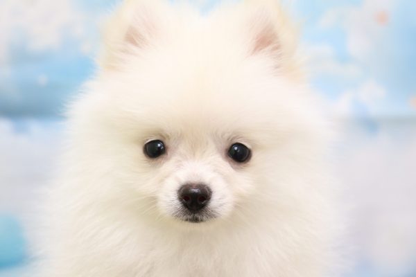 ポメラニアン