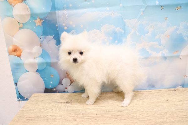 愛知県のポメラニアン (ペットショッププチマリア 一宮イオンモール木曽川キリオ店/2026年5月10日生まれ/女の子/クリーム)の子犬の2枚目の画像