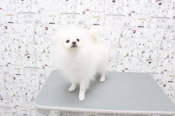 岐阜県のポメラニアン (ペットショッププチマリア 岐阜大垣垂井店/2026年1月31日生まれ/男の子/クリーム)の子犬の3枚目の画像