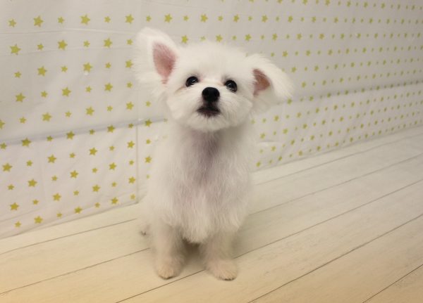 岐阜県のチワマル/マルチワ(チワワ×マルチーズ) (ペットショッププチマリア 美濃加茂店/2026年3月14日生まれ/男の子/クリーム)の子犬の4枚目の画像