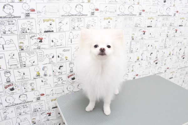 岐阜県のポメラニアン (ペットショッププチマリア 岐阜大垣垂井店/2026年1月31日生まれ/男の子/クリーム)の子犬の4枚目の画像