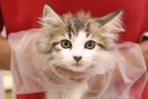 ノルウェージャンフォレストキャット