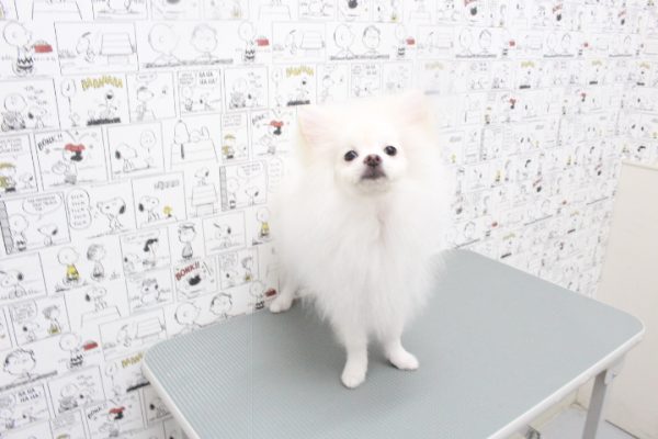岐阜県のポメラニアン (ペットショッププチマリア 岐阜大垣垂井店/2026年1月31日生まれ/男の子/クリーム)の子犬の2枚目の画像