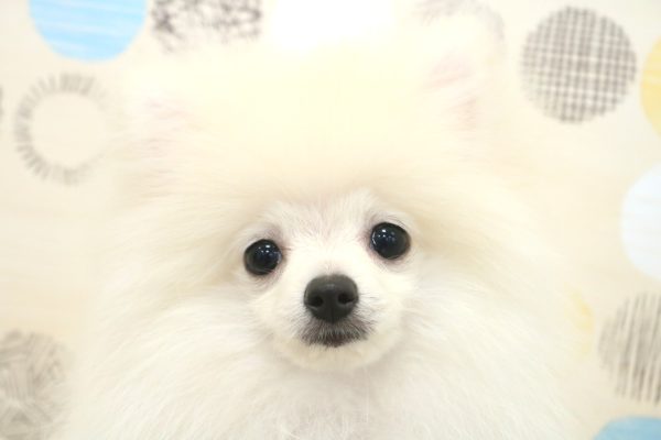 東京都のポメラニアン (ペットショッププチマリア 多摩唐木田店/2026年3月15日生まれ/男の子/ホワイト)の子犬の1枚目の画像