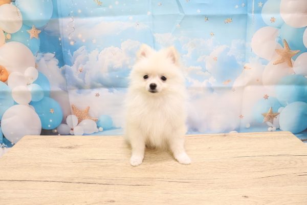 愛知県のポメラニアン (ペットショッププチマリア 一宮イオンモール木曽川キリオ店/2026年5月10日生まれ/女の子/クリーム)の子犬の3枚目の画像