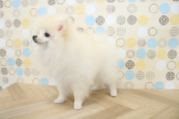 東京都のポメラニアン (ペットショッププチマリア 多摩唐木田店/2026年3月15日生まれ/男の子/ホワイト)の子犬の2枚目の画像