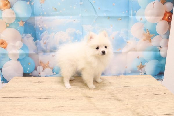 愛知県のポメラニアン (ペットショッププチマリア 一宮イオンモール木曽川キリオ店/2026年5月10日生まれ/女の子/クリーム)の子犬の4枚目の画像
