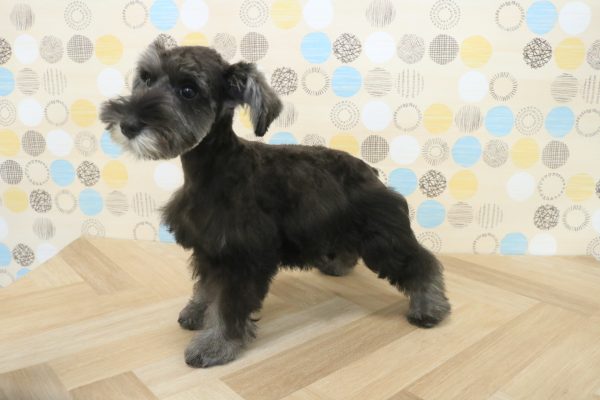 東京都のミニチュアシュナウザー (ペットショッププチマリア 多摩唐木田店/2026年3月15日生まれ/女の子/ソルトペッパー)の子犬の3枚目の画像