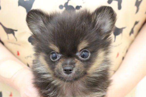 岐阜県のポメチワ/チワポメ/ポメチー(ポメラニアン×チワワ) (ペットショッププチマリア 岐阜大垣垂井店/2026年5月9日生まれ/男の子/ブラックタン)の子犬