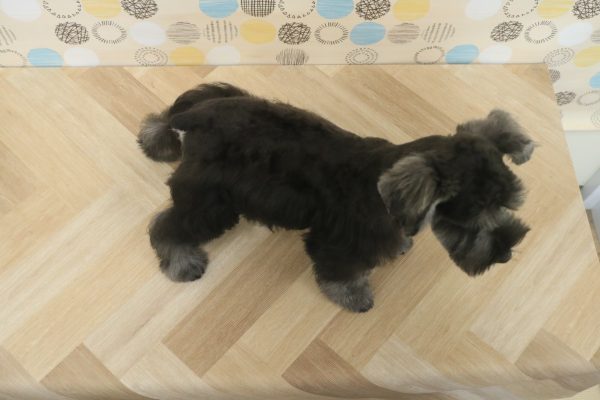 東京都のミニチュアシュナウザー (ペットショッププチマリア 多摩唐木田店/2026年3月15日生まれ/女の子/ソルトペッパー)の子犬の4枚目の画像