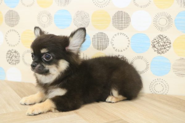 東京都のチワワ(ロング) (ペットショッププチマリア 多摩唐木田店/2026年3月30日生まれ/男の子/ブラックタン)の子犬の2枚目の画像