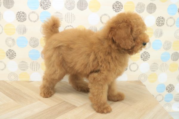 東京都のトイプードル(トイ) (ペットショッププチマリア 多摩唐木田店/2026年3月28日生まれ/女の子/レッドフォーン)の子犬の3枚目の画像