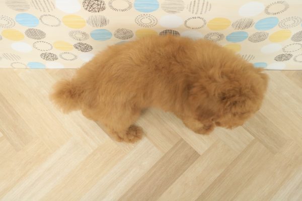 東京都のトイプードル(トイ) (ペットショッププチマリア 多摩唐木田店/2026年3月28日生まれ/女の子/レッドフォーン)の子犬の4枚目の画像