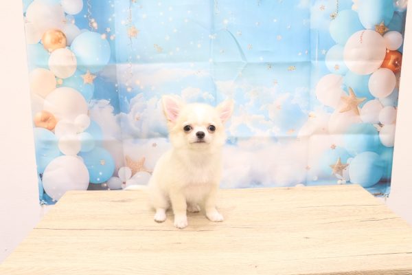 愛知県のチワワ(ロング) (ペットショッププチマリア 一宮イオンモール木曽川キリオ店/2026年4月25日生まれ/男の子/クリームホワイト)の子犬の2枚目の画像