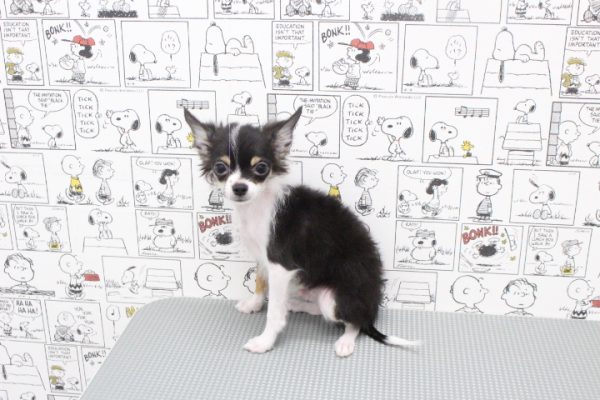 岐阜県のパピチー/チワパピ(パピヨン×チワワ) (ペットショッププチマリア 岐阜大垣垂井店/2026年3月16日生まれ/男の子/トライカラー)の子犬の2枚目の画像