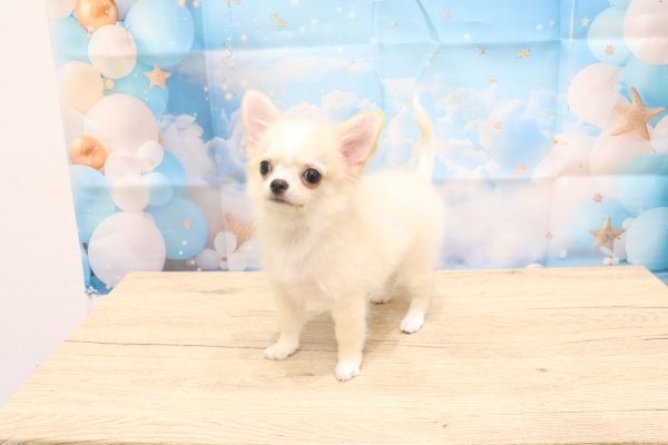 愛知県のチワワ(ロング) (ペットショッププチマリア 一宮イオンモール木曽川キリオ店/2026年4月25日生まれ/男の子/クリームホワイト)の子犬の4枚目の画像