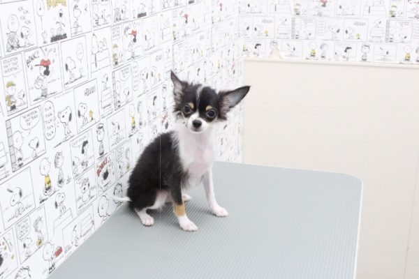 岐阜県のパピチー/チワパピ(パピヨン×チワワ) (ペットショッププチマリア 岐阜大垣垂井店/2026年3月16日生まれ/男の子/トライカラー)の子犬の3枚目の画像