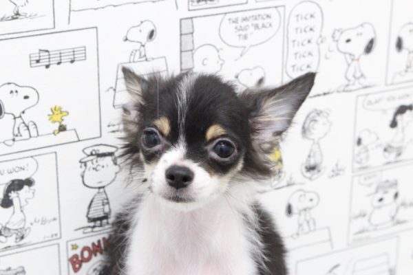 ミックス（ハーフ犬）