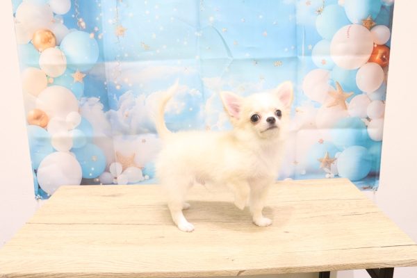 愛知県のチワワ(ロング) (ペットショッププチマリア 一宮イオンモール木曽川キリオ店/2026年4月25日生まれ/男の子/クリームホワイト)の子犬の3枚目の画像