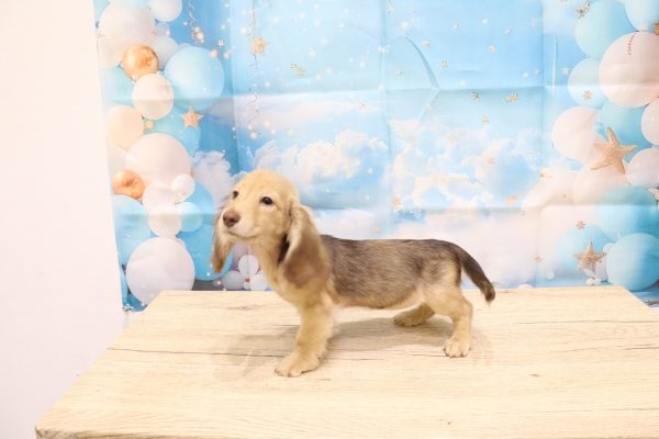 愛知県のミニチュアダックスフンド(ロング) (ペットショッププチマリア 一宮イオンモール木曽川キリオ店/2026年4月25日生まれ/女の子/チョコレートタン)の子犬の3枚目の画像