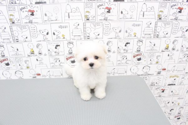 岐阜県のマルチーズ (ペットショッププチマリア 岐阜大垣垂井店/2026年5月10日生まれ/男の子/ホワイト)の子犬の3枚目の画像