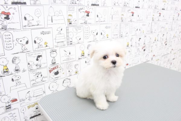 岐阜県のマルチーズ (ペットショッププチマリア 岐阜大垣垂井店/2026年5月10日生まれ/男の子/ホワイト)の子犬の2枚目の画像