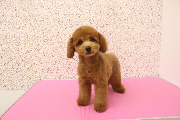 愛知県のトイプードル(トイ) (ペットショッププチマリア イオンタウン弥富店/2026年4月25日生まれ/女の子/レッドフォーン)の子犬の3枚目の画像