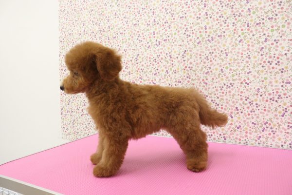 愛知県のトイプードル(トイ) (ペットショッププチマリア イオンタウン弥富店/2026年4月25日生まれ/女の子/レッドフォーン)の子犬の4枚目の画像