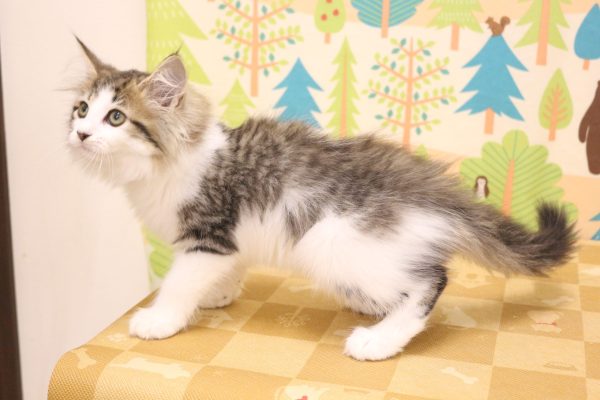 東京都のノルウェージャンフォレストキャット (ペットショッププチマリア 東久留米店/2026年5月13日生まれ/女の子/ブラックタビーホワイト)の子猫の2枚目の画像