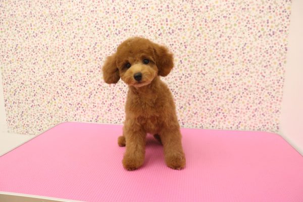 愛知県のトイプードル(トイ) (ペットショッププチマリア イオンタウン弥富店/2026年4月25日生まれ/女の子/レッドフォーン)の子犬の2枚目の画像