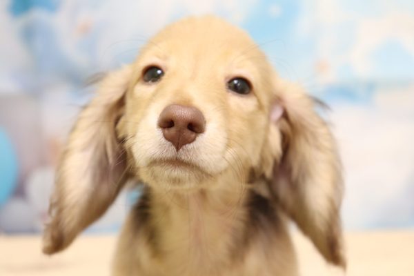 愛知県のミニチュアダックスフンド(ロング) (ペットショッププチマリア 一宮イオンモール木曽川キリオ店/2026年4月25日生まれ/女の子/チョコレートタン)の子犬の1枚目の画像