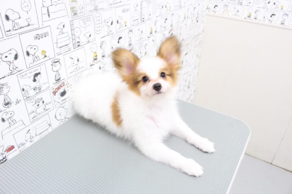 岐阜県のパピヨン (ペットショッププチマリア 岐阜大垣垂井店/2026年4月15日生まれ/男の子/ホワイトレッド)の子犬の4枚目の画像