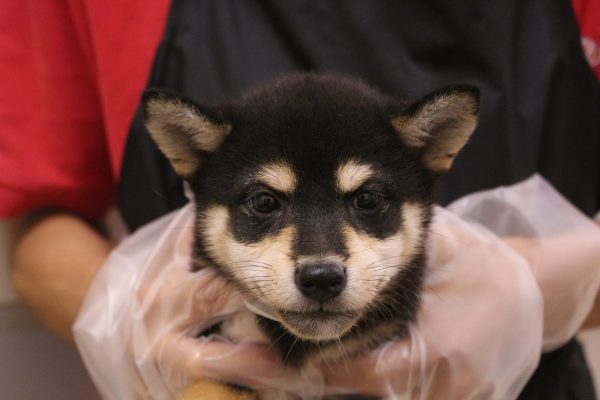 柴犬