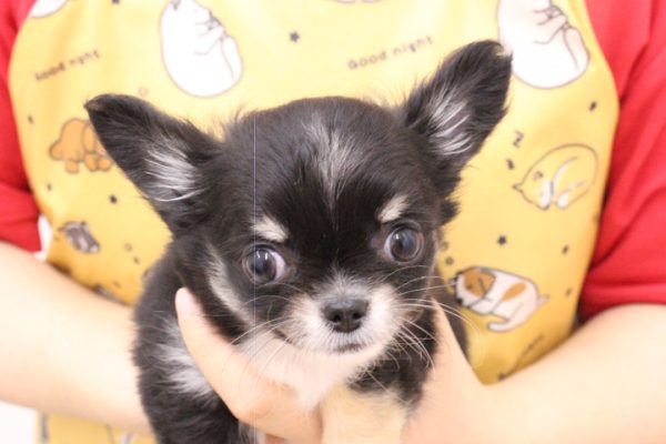 岐阜県のチワワ(ロング) (ペットショッププチマリア 岐阜大垣垂井店/2026年5月23日生まれ/女の子/ブラッククリーム)の子犬