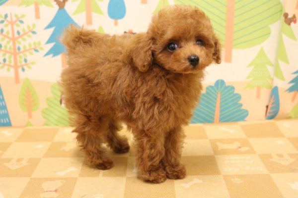 東京都のトイプードル(トイ) (ペットショッププチマリア 東久留米店/2026年5月20日生まれ/男の子/レッド)の子犬の3枚目の画像