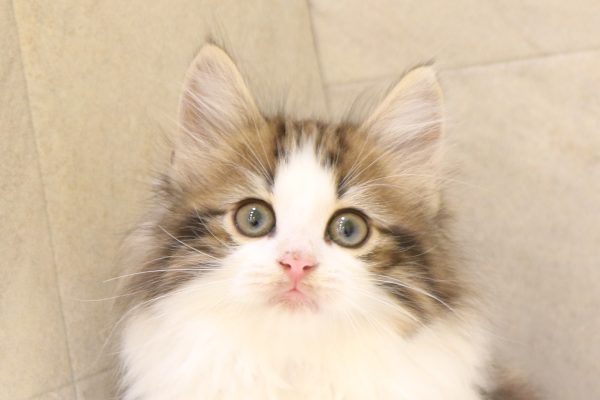 ノルウェージャンフォレストキャット