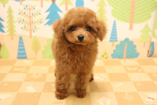 東京都のトイプードル(トイ) (ペットショッププチマリア 東久留米店/2026年5月20日生まれ/男の子/レッド)の子犬の2枚目の画像