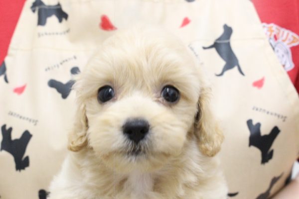 ミックス（ハーフ犬）