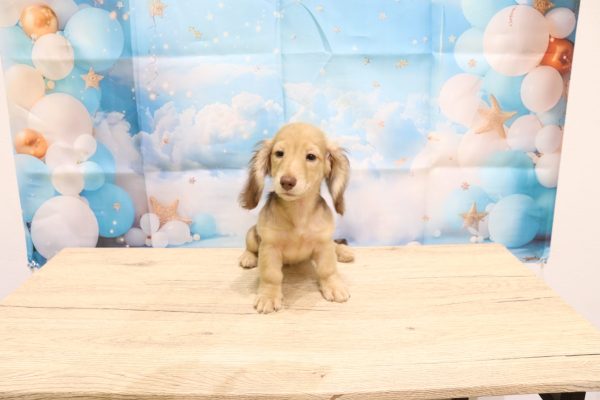 愛知県のミニチュアダックスフンド(ロング) (ペットショッププチマリア 一宮イオンモール木曽川キリオ店/2026年4月25日生まれ/女の子/チョコレートタン)の子犬の2枚目の画像