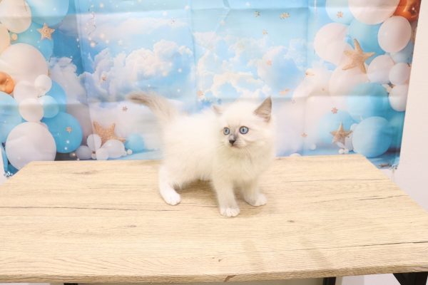 愛知県のラグドール (ペットショッププチマリア 一宮イオンモール木曽川キリオ店/2026年5月31日生まれ/女の子/ブルーポイントミテッド)の子猫の3枚目の画像