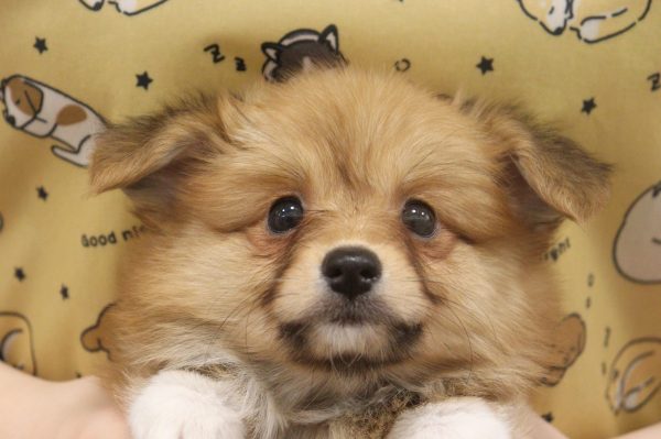 ミックス（ハーフ犬）