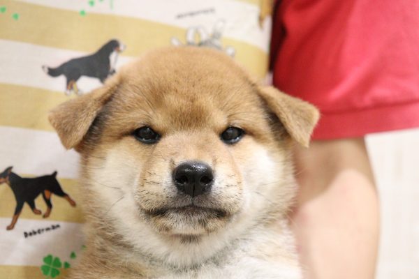 三重県の柴犬(標準サイズ) (ペットショッププチマリア　イオンタウン松阪船江店/2026年6月3日生まれ/男の子/赤)の子犬