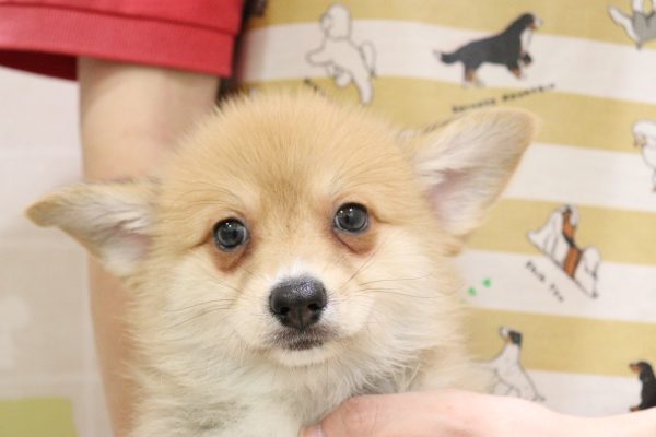 ミックス（ハーフ犬）