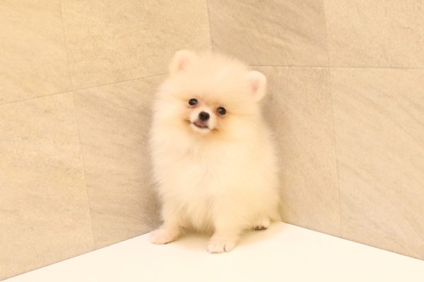 岐阜県のポメラニアン (ペットショッププチマリア 大垣イオンモール店/2026年5月12日生まれ/女の子/クリーム)の子犬の2枚目の画像