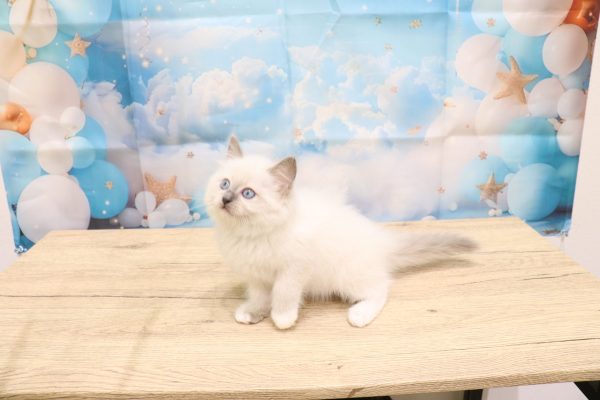 愛知県のラグドール (ペットショッププチマリア 一宮イオンモール木曽川キリオ店/2026年5月31日生まれ/女の子/ブルーポイントミテッド)の子猫の4枚目の画像