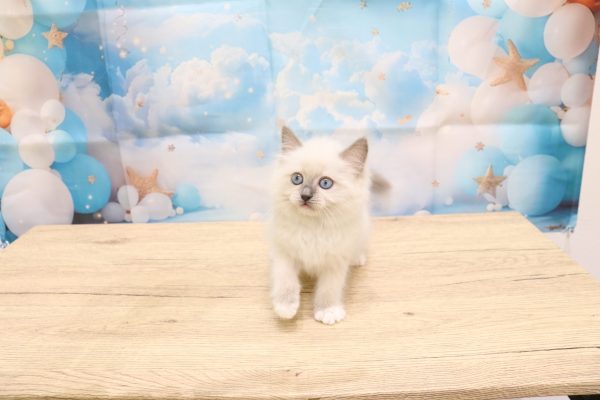 愛知県のラグドール (ペットショッププチマリア 一宮イオンモール木曽川キリオ店/2026年5月31日生まれ/女の子/ブルーポイントミテッド)の子猫の2枚目の画像