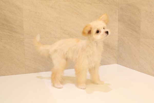 岐阜県のポメマル/マルポメ(ポメラニアン×マルチーズ) (ペットショッププチマリア 大垣イオンモール店/2026年3月23日生まれ/女の子/クリーム)の子犬の4枚目の画像