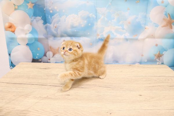 愛知県のスコティッシュフォールド (ペットショッププチマリア 一宮イオンモール木曽川キリオ店/2026年6月2日生まれ/女の子/レッドタビー)の子猫の4枚目の画像